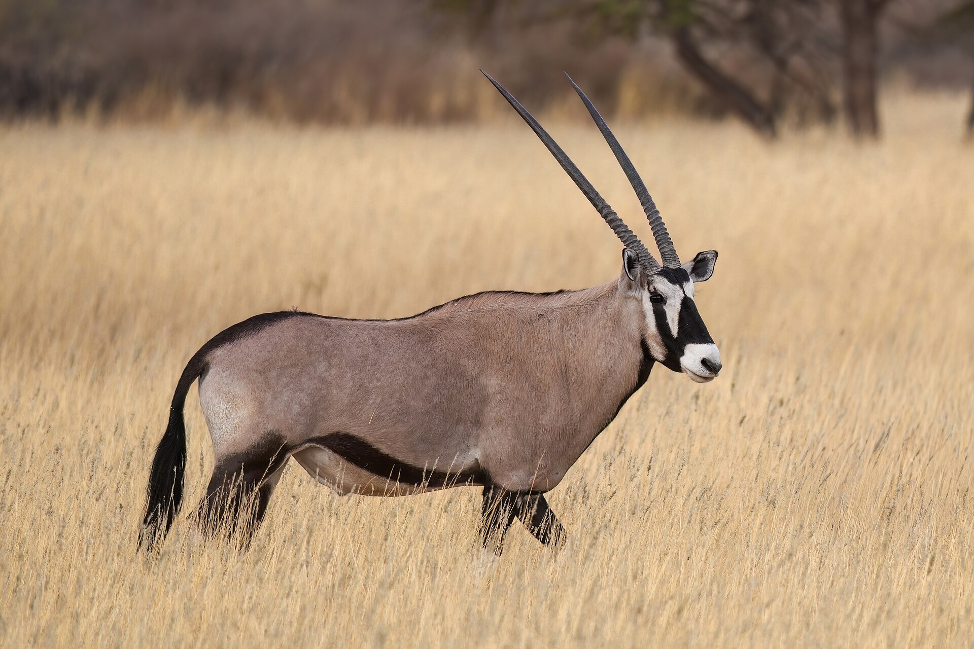 Oryx (gemsbok) in the Kalahari