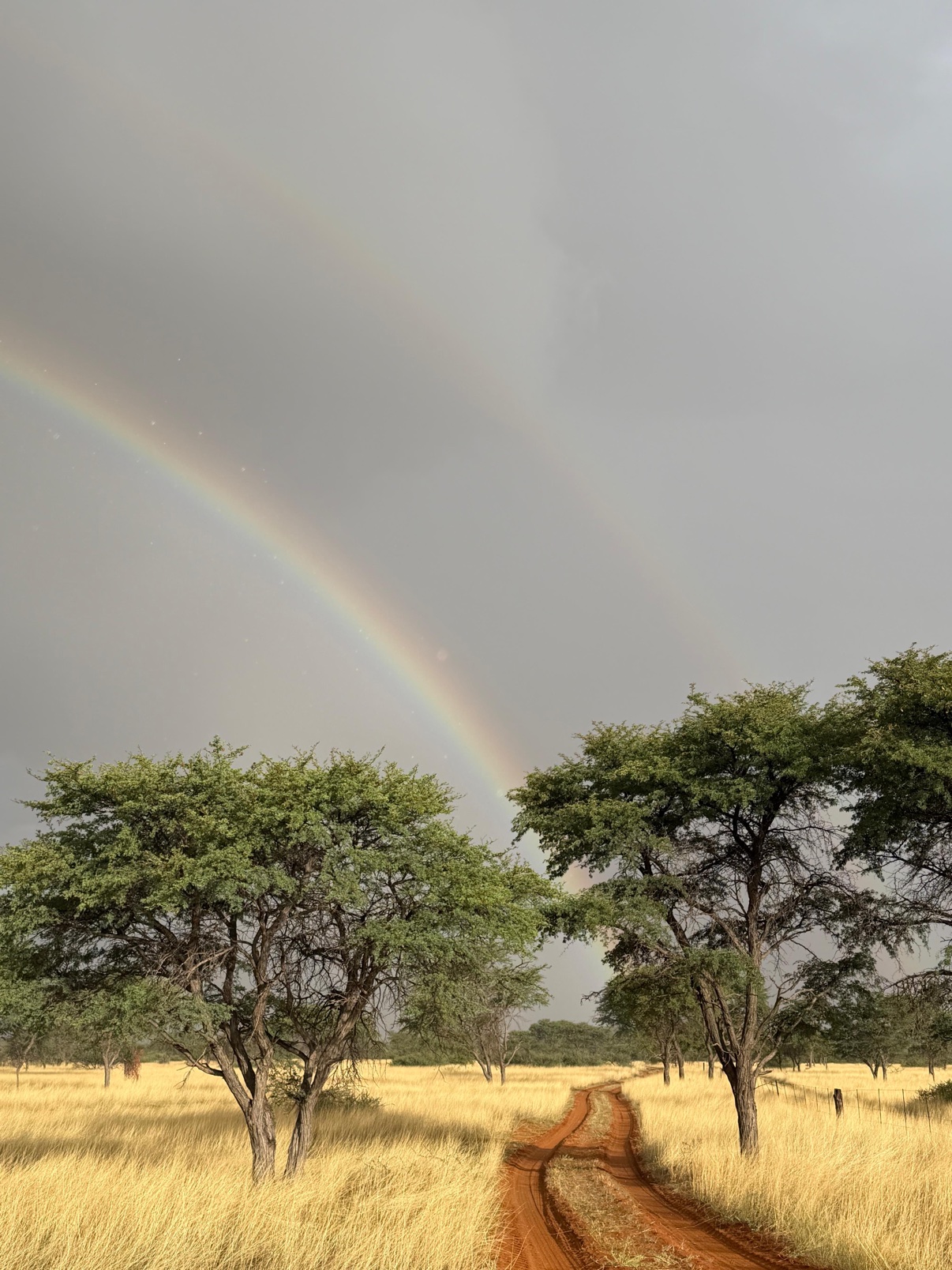 A double rainbow over camelthorn trees and a red road at Zania Farm