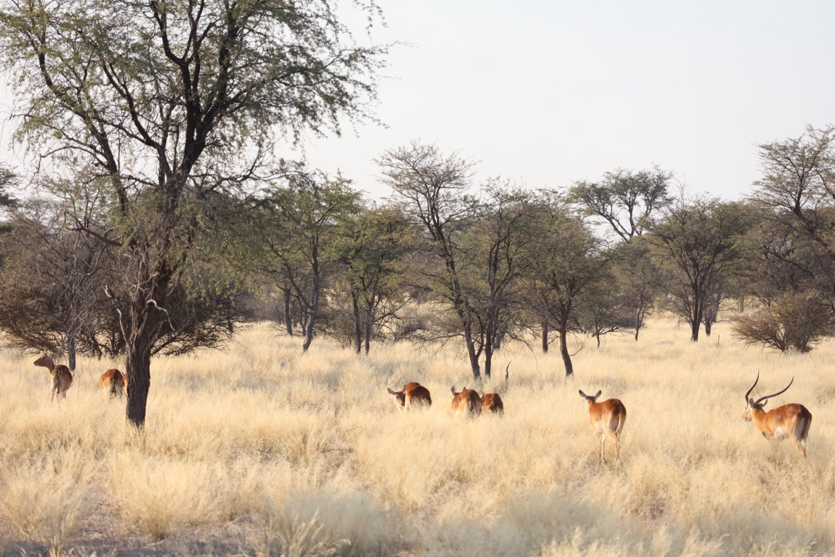 Game herd grazing in golden grass with camelthorn trees at Zania Farm