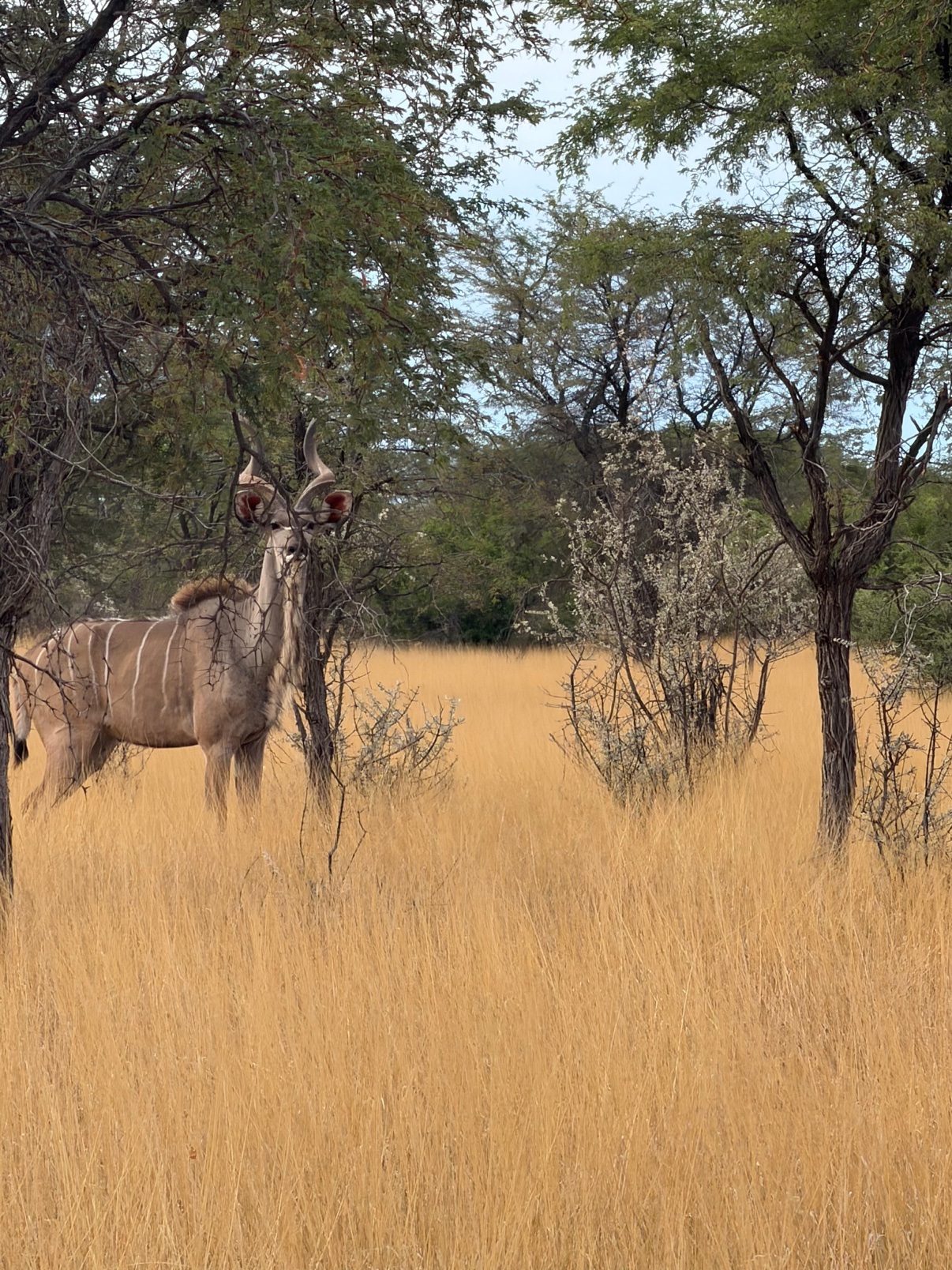 Kudu bull standing in tall golden grass at Zania Farm